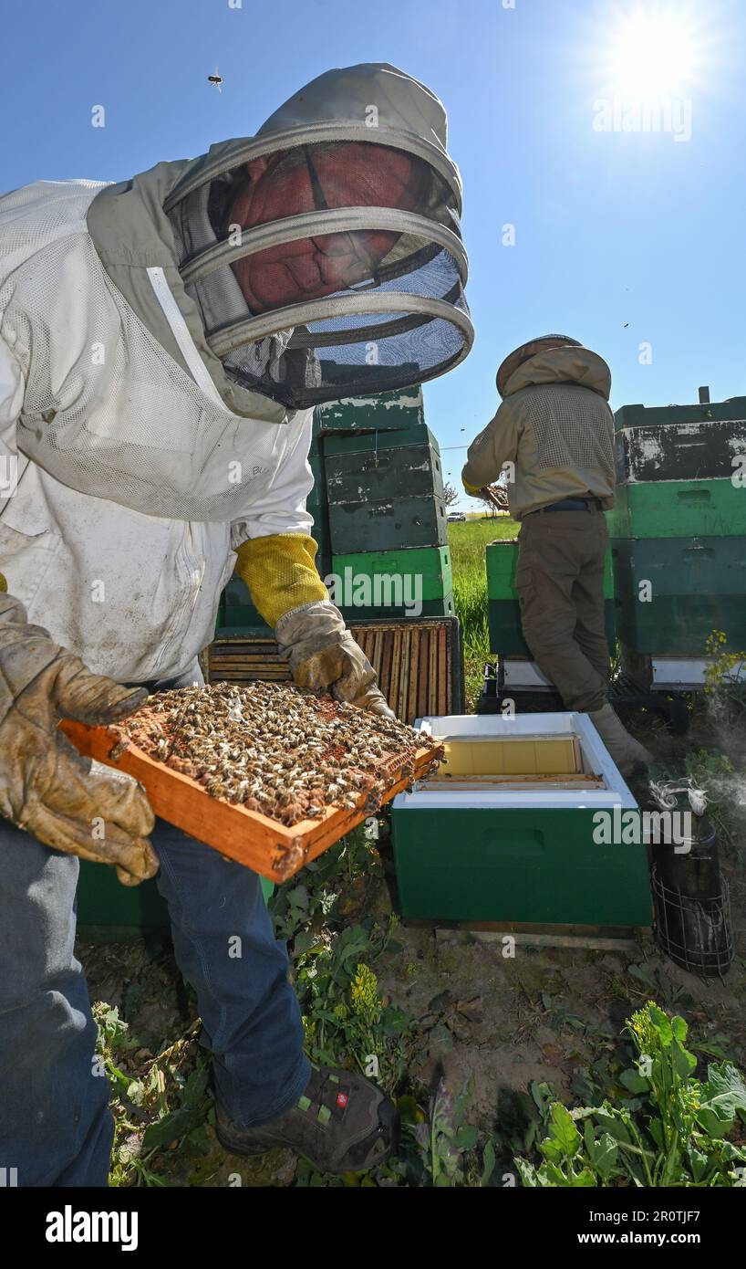 Niederjesar, Germania. 09th maggio, 2023. Eberhard Theis (l), apicoltore, e suo figlio Lutz spuntano le orticaria (bee box) sul bordo di un campo di colza in fiore. Secondo l'Associazione degli apicoltori di Brandeburgo, le api stanno attualmente trovando buone condizioni per la raccolta di polline e nettare, anche se stanno volando fuori un po' più tardi quest'anno a causa del clima più fresco. (A dpa: Associazione degli apicoltori: Le api trovano la tavola ben posata) Credit: Patrick Pleul/dpa/Alamy Live News Foto Stock