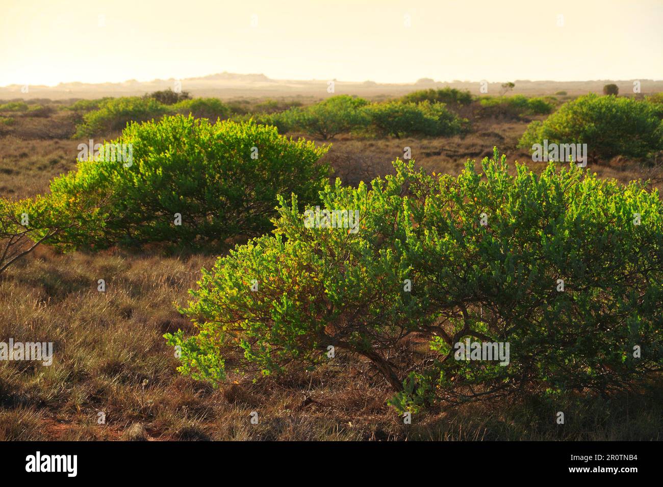 Paesaggio arbusto basso, Cape Range National Park, Australia nord-occidentale Foto Stock