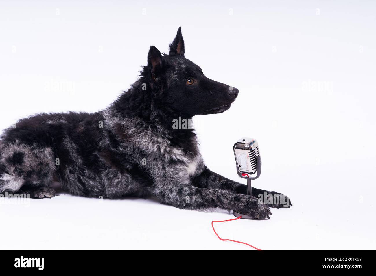 Bel cane mudi che canta nel microfono in studio ehite sfondo Foto Stock