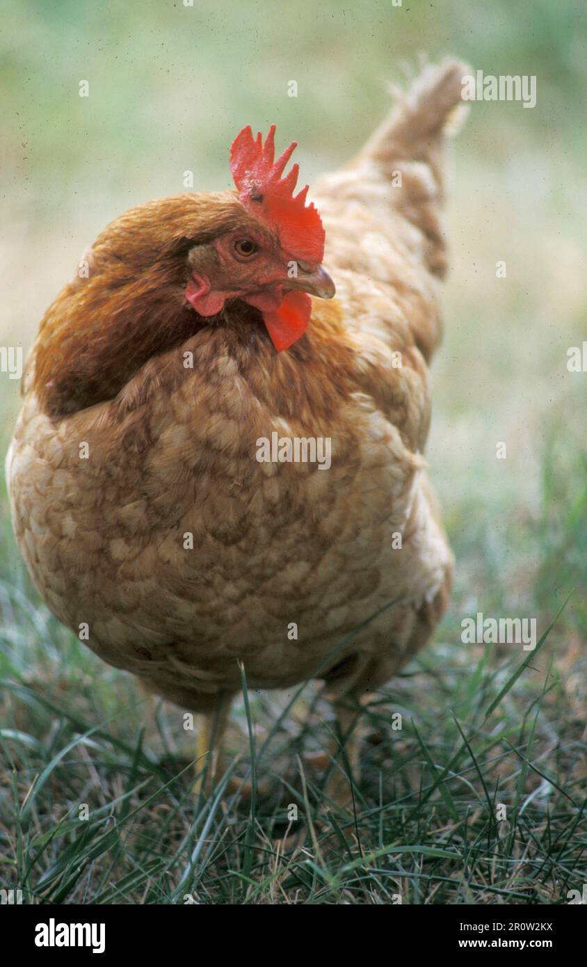 Gallina dal vivo Foto Stock