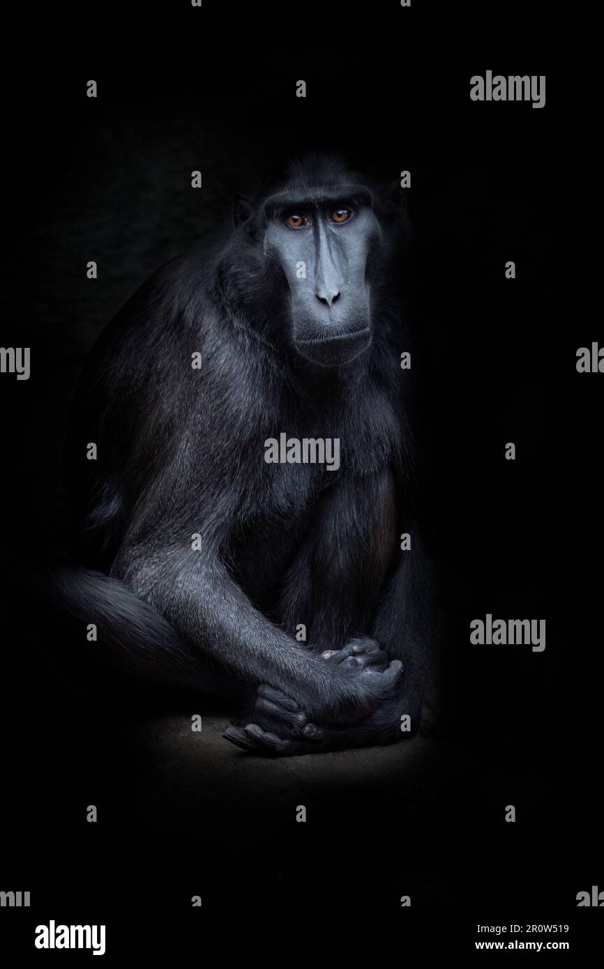 Macaco crestato sulawesi (Macaca nigra) Foto Stock