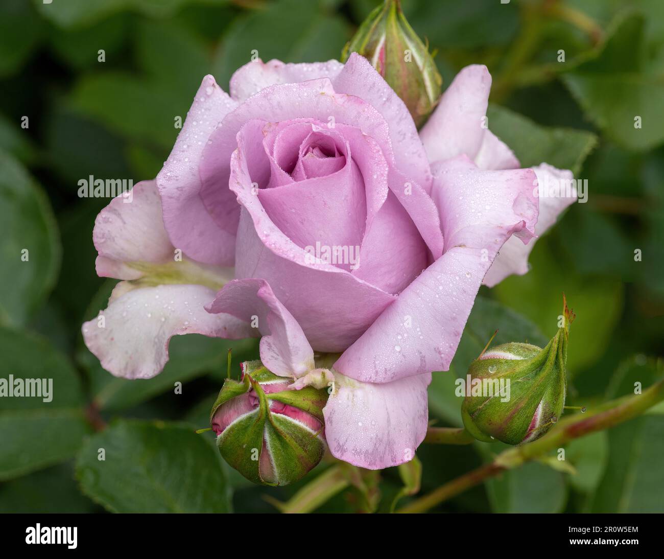 'Love Song' Floribunda Rose con Dew mattutino in fiore Foto Stock