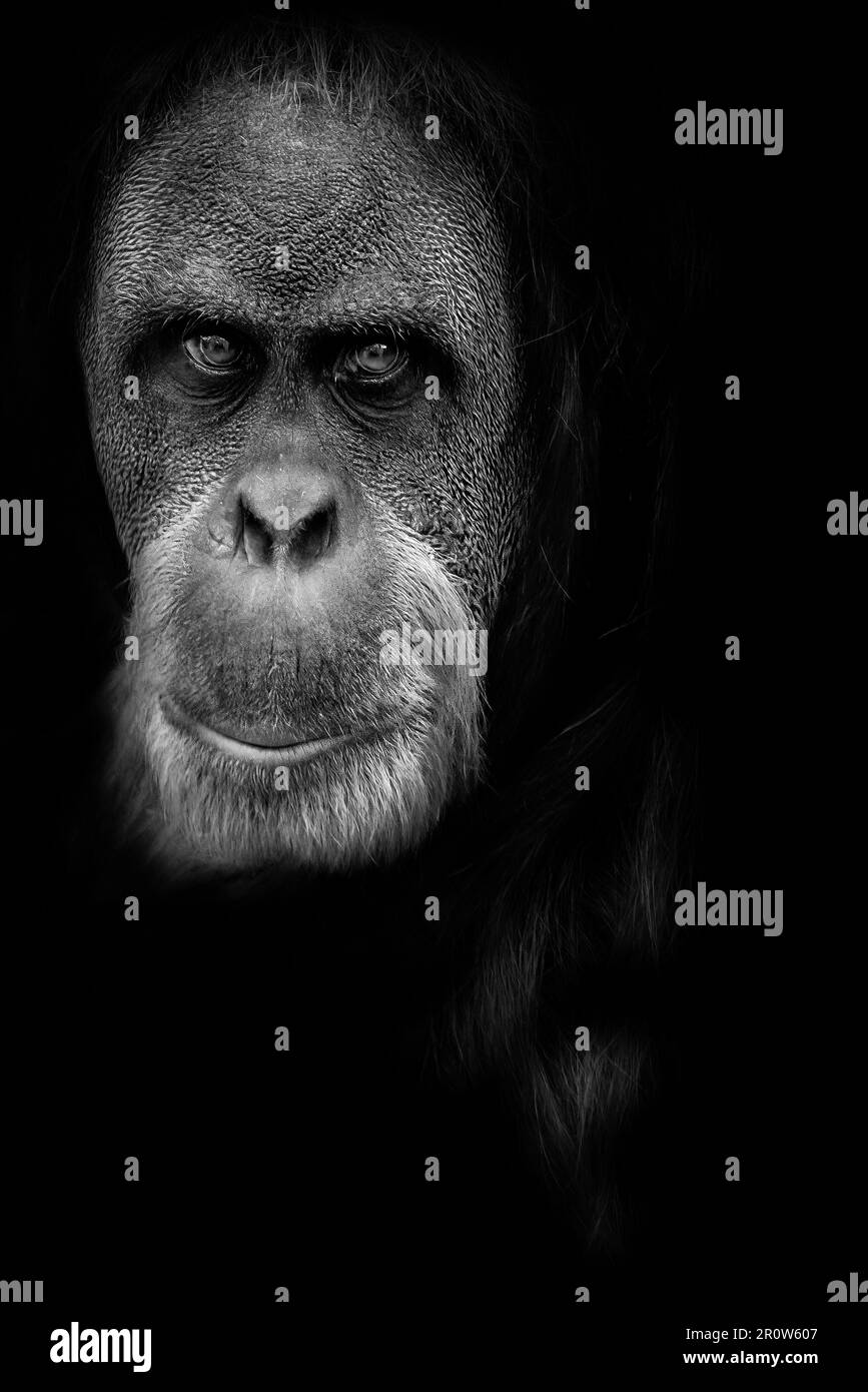 Ritratto di Orangutan in bianco e nero Foto Stock