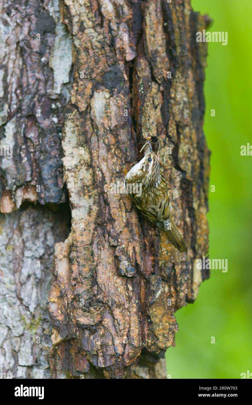 treecreeper comune Certhia familiaris, adulto arroccato fuori ingresso nido in tronco con cibo in becco, Suffolk, Inghilterra, maggio Foto Stock