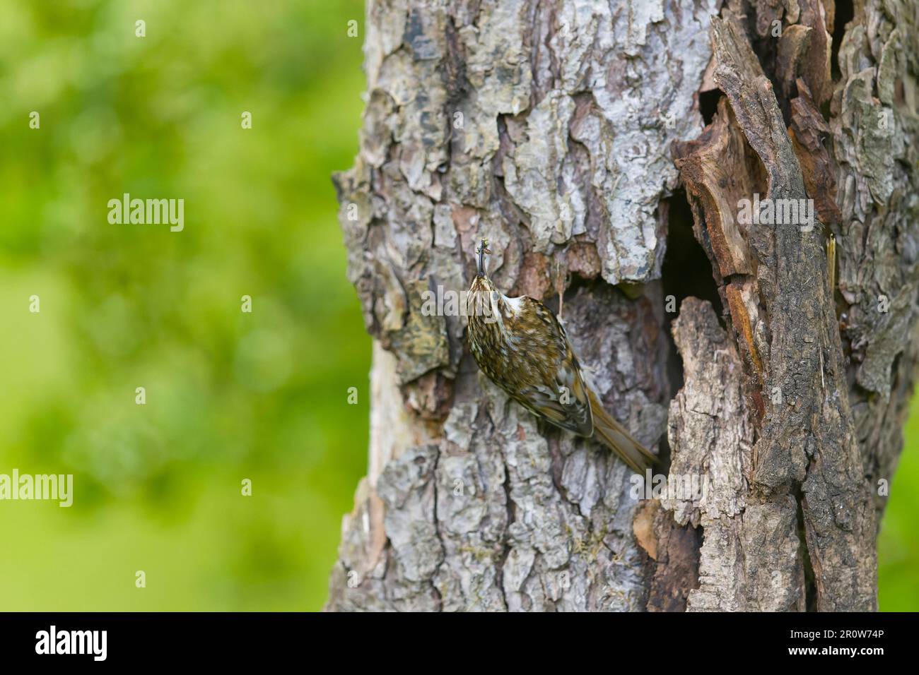 treecreeper comune Certhia familiaris, adulto arroccato fuori ingresso nido in tronco con cibo in becco, Suffolk, Inghilterra, maggio Foto Stock