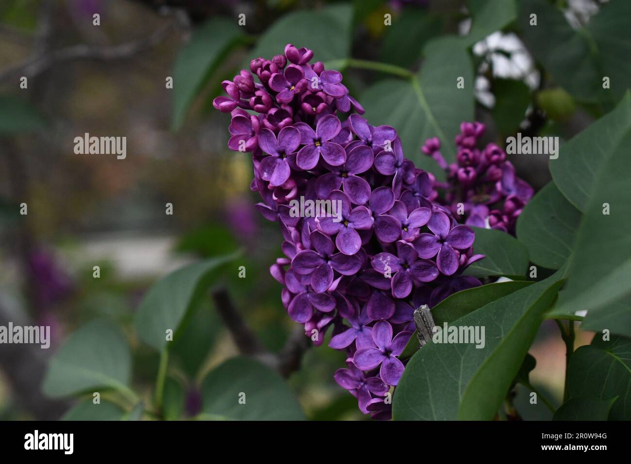 Foto di scorta di prima qualità della fioritura viola lilla nella primavera australiana, carta da parati HD. I lilacchi sono venuti a simboleggiare la primavera e il rinnovamento mentre fioriscono presto Foto Stock