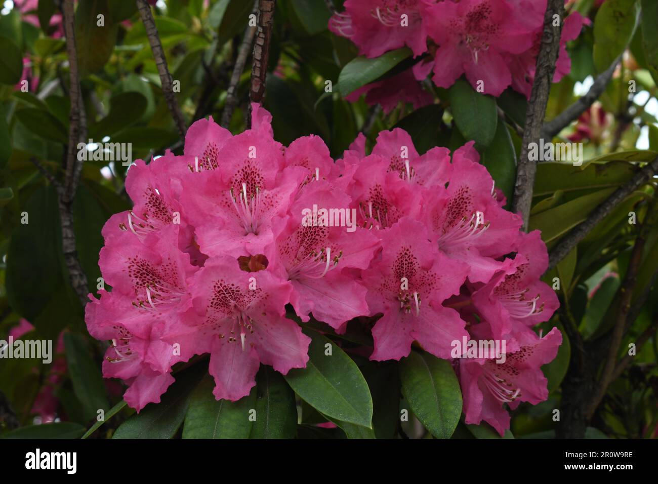 Primo piano della fioritura primaverile rosa di rododendri a Bellingen, NSW Australia. Carta da parati HD floreale. Fiori di rododendro a forma di campana Foto Stock