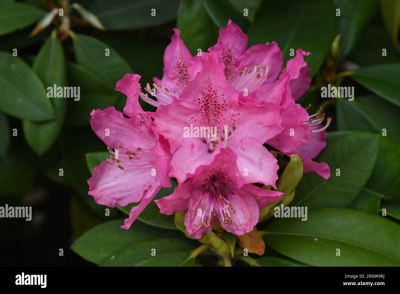 Primo piano della fioritura primaverile rosa di rododendri a Bellingen, NSW Australia. Carta da parati HD floreale. Fiori di rododendro a forma di campana Foto Stock