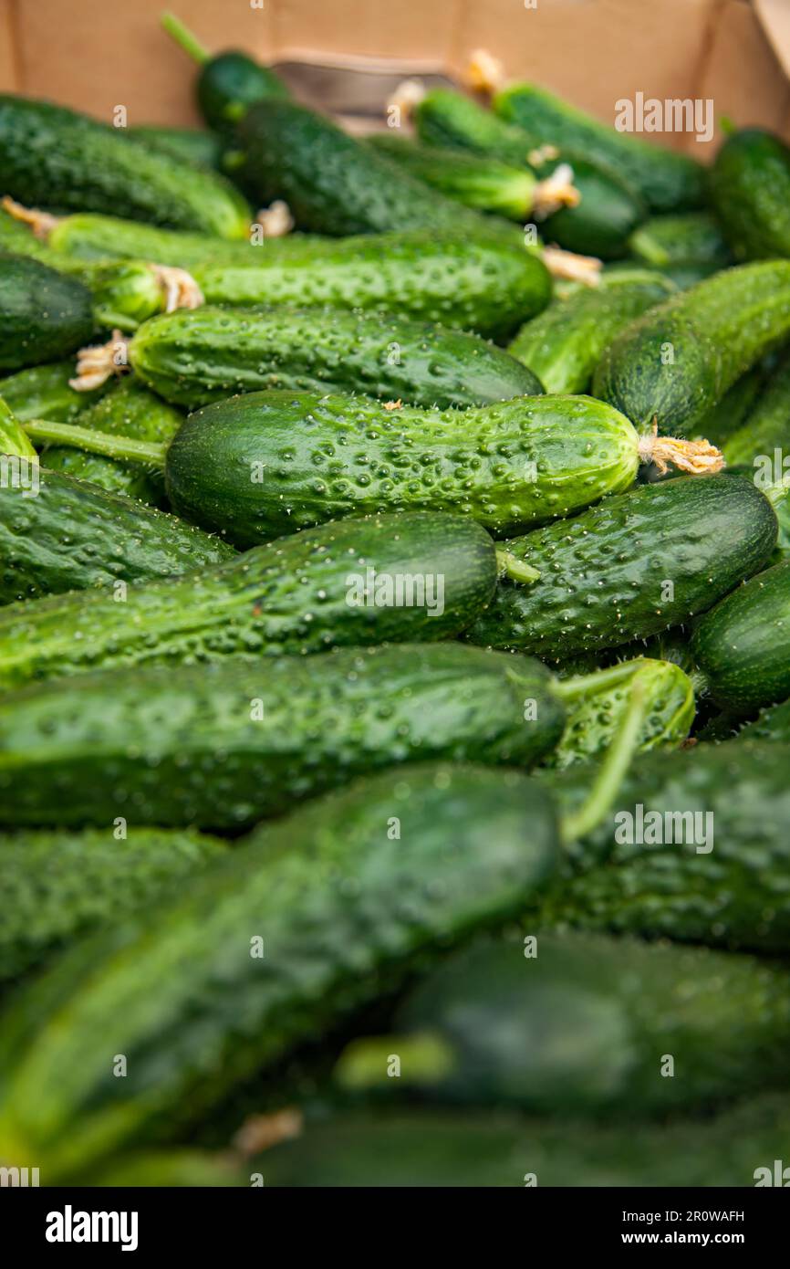 Primo piano fresco di cetriolo verde. Foto a bassa profondità di campo. Foto Stock