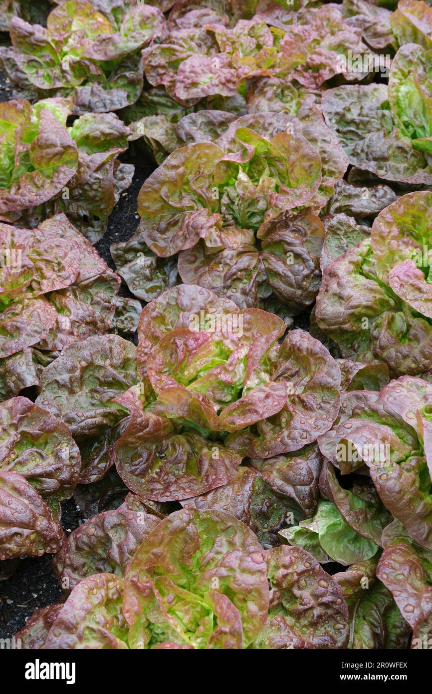 Lactuca sativa Marvel of Four Seasons, lattuga Marvel of Four Seasons, lattuga rossa e verde Foto Stock
