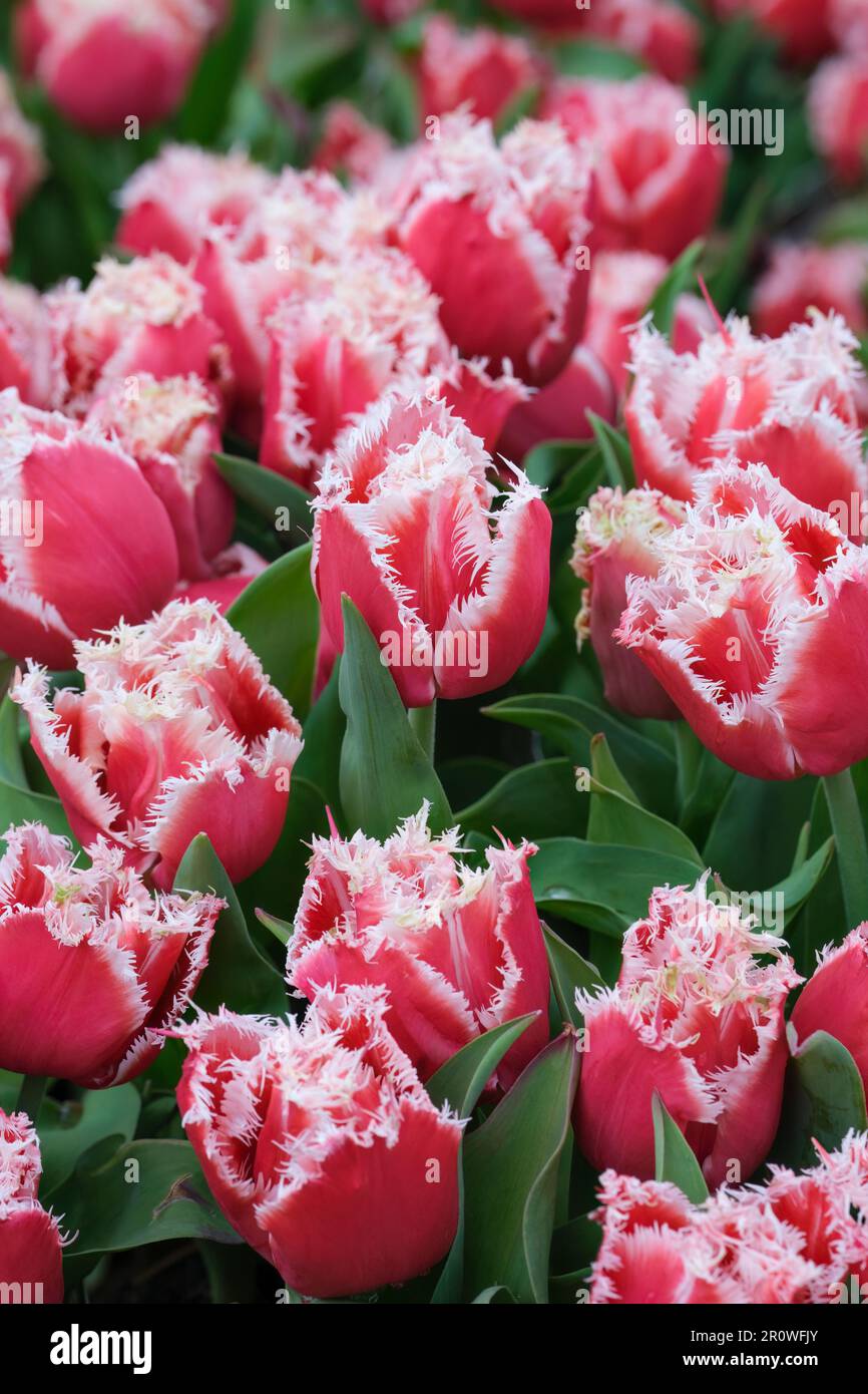 Tulip Canasta, Tulipa Canasta, fiori rosa profondi, fiori con frange bianche Foto Stock