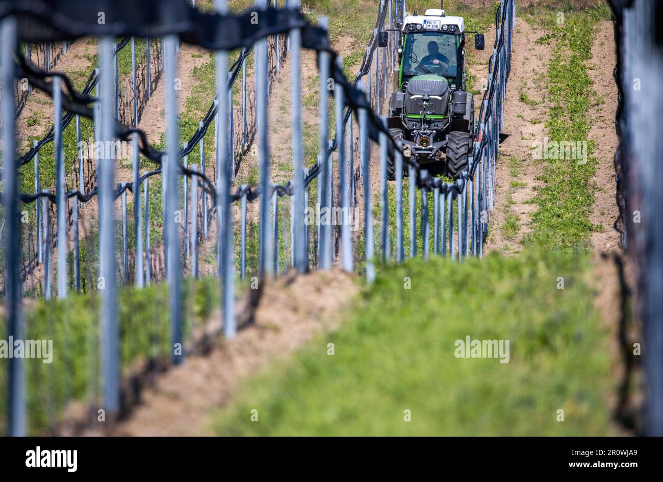 Rattey, Germania. 09th maggio, 2023. In un vigneto dell'azienda vinicola Schloss Rattey, un trattore sta pacciamando tra le file di viti Solaris sul Windmühlenberg. Il 10 maggio 2023 si terrà una cerimonia di rabbocco per un nuovo hotel. Circa 20 milioni di euro sono attualmente investiti in una nuova cantina, in un altro hotel e nella birreria sul sito. Con 30 ettari di vigneti, l'azienda vinicola Rattey è considerata la più grande zona vinicola chiusa a nord di Berlino. Credit: Jens Büttner/dpa/Alamy Live News Foto Stock