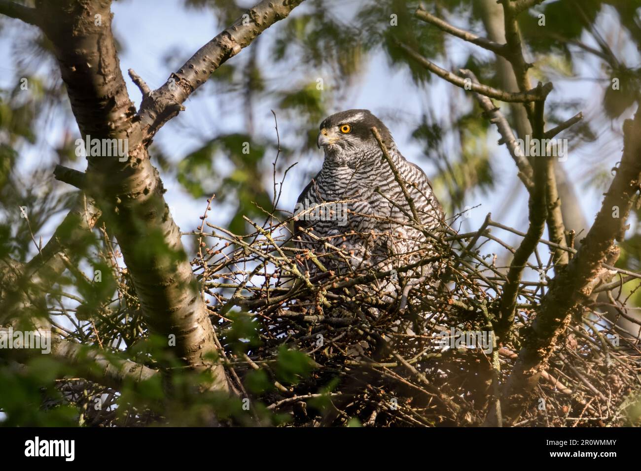 perfettamente mimetizzazione... Goshawk settentrionale ( Accipiter gentilis ), goshawk femminile sul palpebre, uccello di nido preda Foto Stock