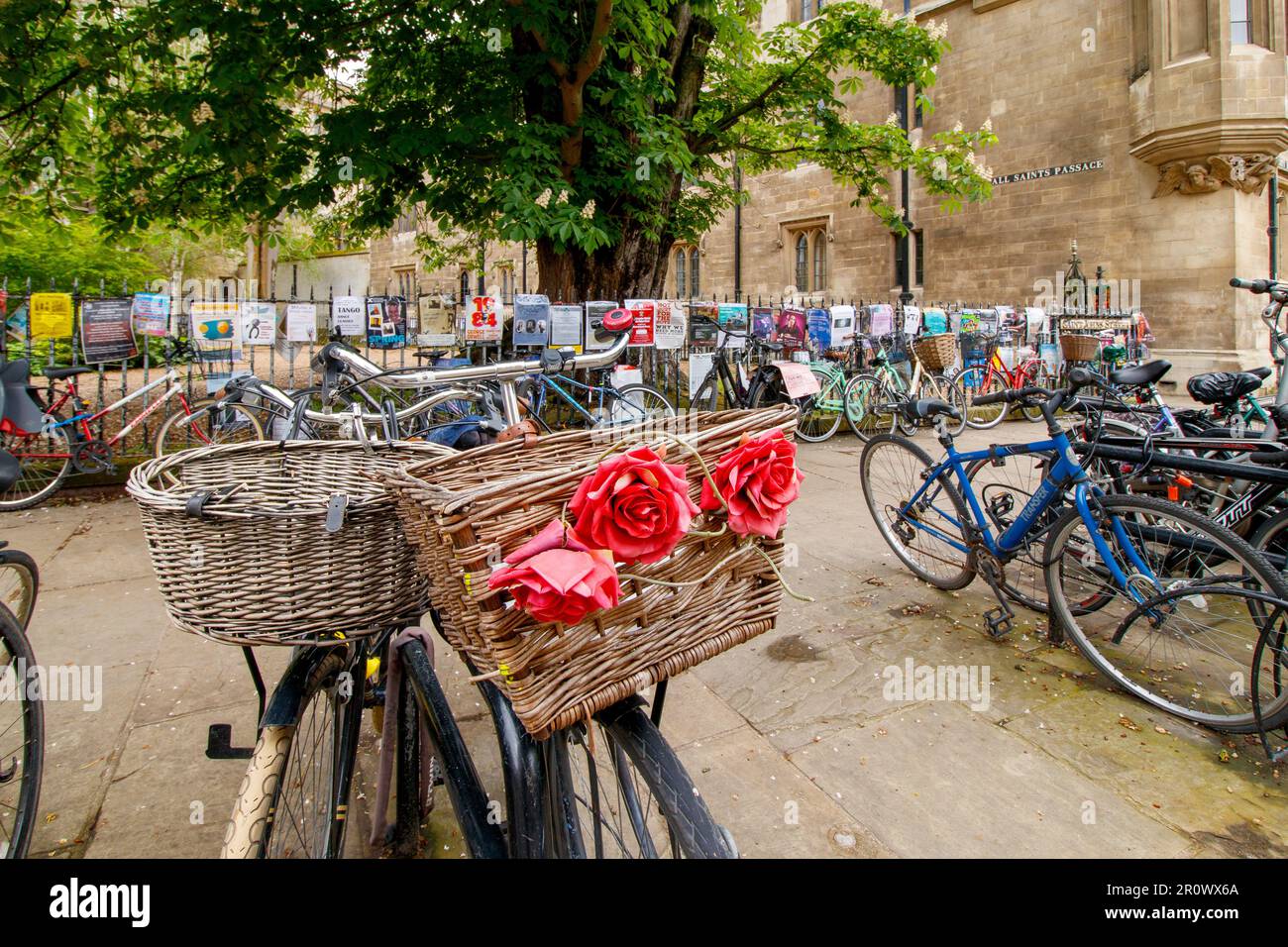 Biciclette nel centro di Cambridge. Cambridge è famosa per le biciclette. Il centro della città è limitato ai veicoli a motore. Una città universitaria, il ciclismo è popolare tra gli studenti. Foto Stock