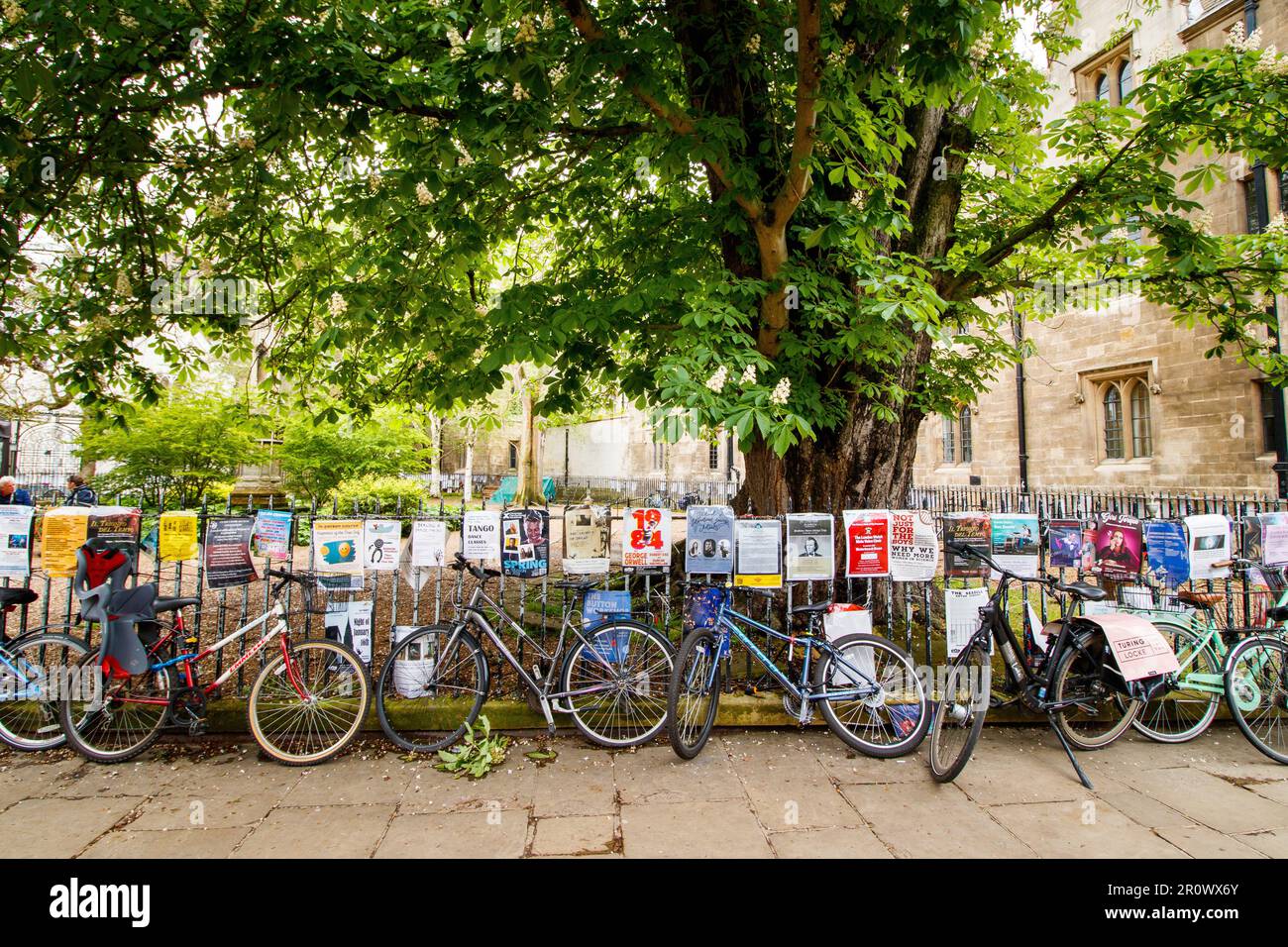 Biciclette nel centro di Cambridge. Cambridge è famosa per le biciclette. Il centro della città è limitato ai veicoli a motore. Una città universitaria, il ciclismo è popolare tra gli studenti. Foto Stock