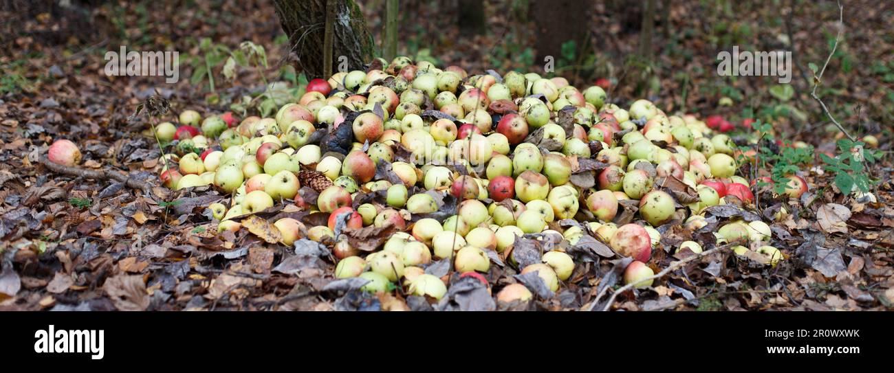 Impilare con mele danneggiate. Giardino e spreco di cibo, compost. Mucchio di mele marcio sul terreno in natura che decompone le mele nella foresta Foto Stock
