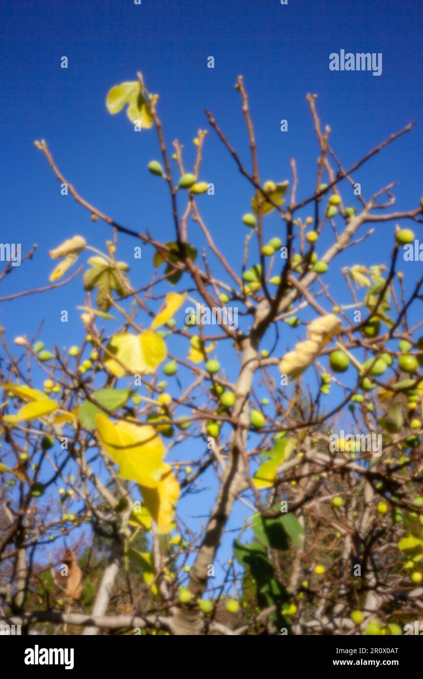 Pinhole Photography Fruit Series.nuovo, sfidando l'età, era digitale, senza lente, spicca, Immagine pinhole ad alta risoluzione di Ficus carica, contro il cielo blu Foto Stock