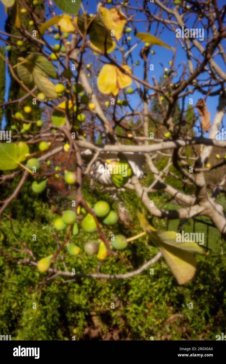 Pinhole Photography Fruit Series.nuovo, sfidando l'età, era digitale, senza lente, spicca, Immagine pinhole ad alta risoluzione di Ficus carica, contro il cielo blu Foto Stock