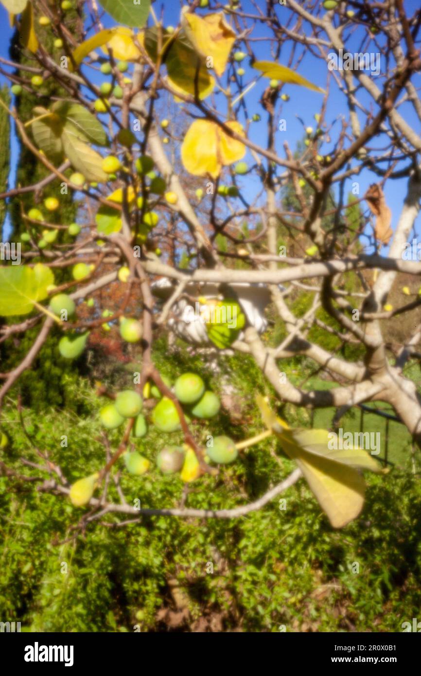 Pinhole Photography Fruit Series.nuovo, sfidando l'età, era digitale, senza lente, spicca, Immagine pinhole ad alta risoluzione di Ficus carica, contro il cielo blu Foto Stock