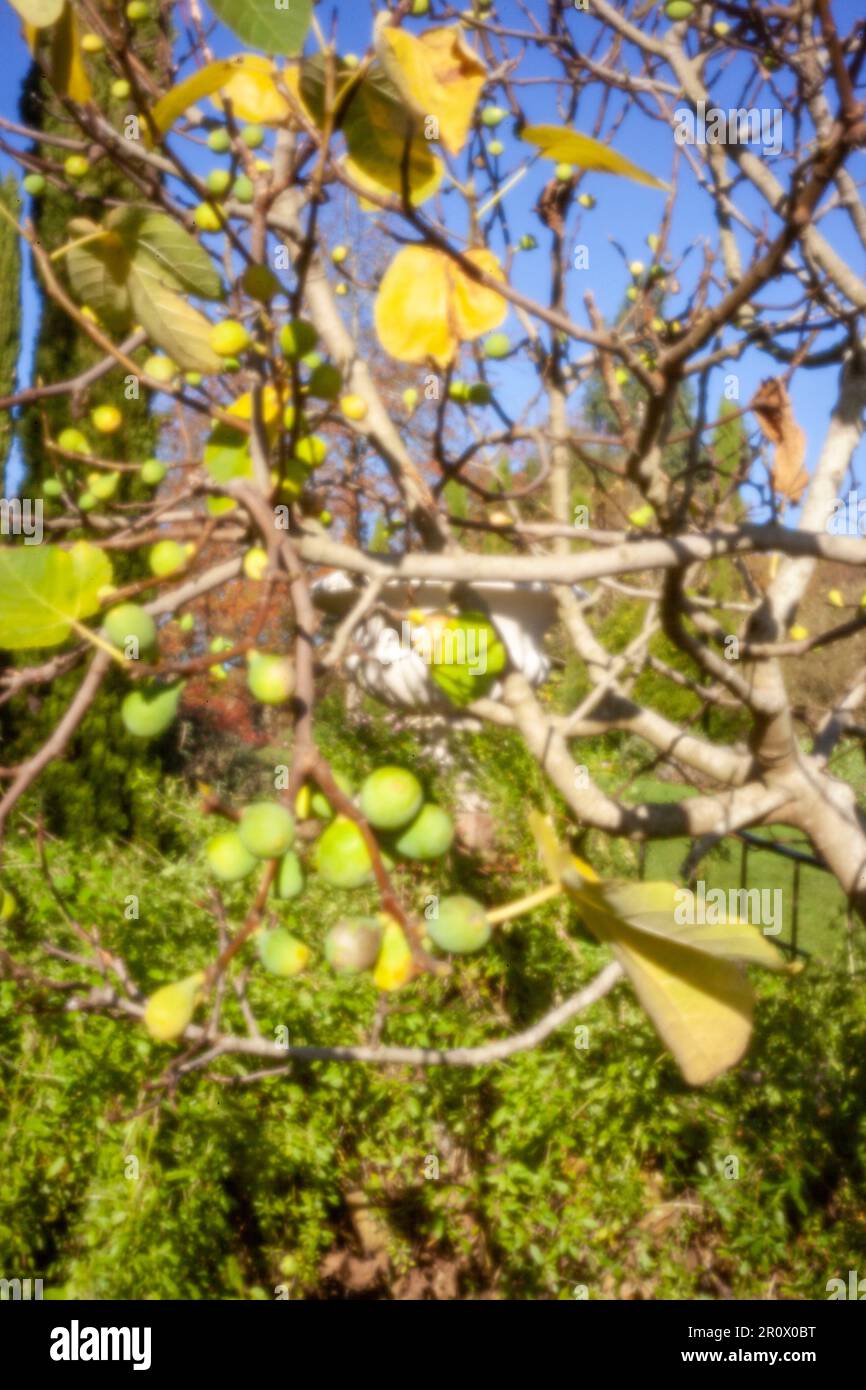 Pinhole Photography Fruit Series.nuovo, sfidando l'età, era digitale, senza lente, spicca, Immagine pinhole ad alta risoluzione di Ficus carica, contro il cielo blu Foto Stock