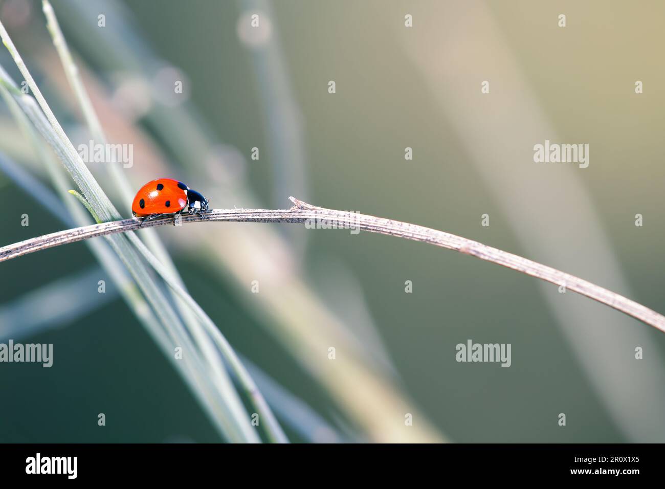 È un uccello della famiglia dei Psittacidi. È la più comune ladybug in Europa. Foto Stock