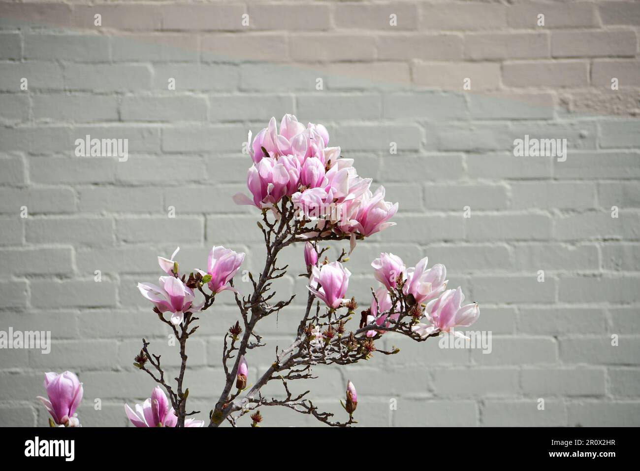 Primo piano del piattino magnolia con bokeh, una pianta ibrida fiorita del genere Magnolia. Abbondanti quantità di fiori rosa/bianco/viola in primavera. Foto Stock