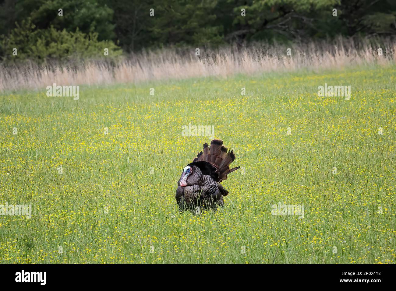 Una tacchino selvaggio a Cades Cove nel Parco Nazionale delle Great Smokey Mountains Foto Stock