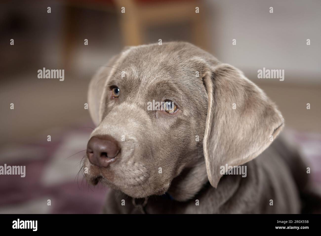 Colpo di testa di un cucciolo labrador d'argento maschio di 14 settimane Foto Stock