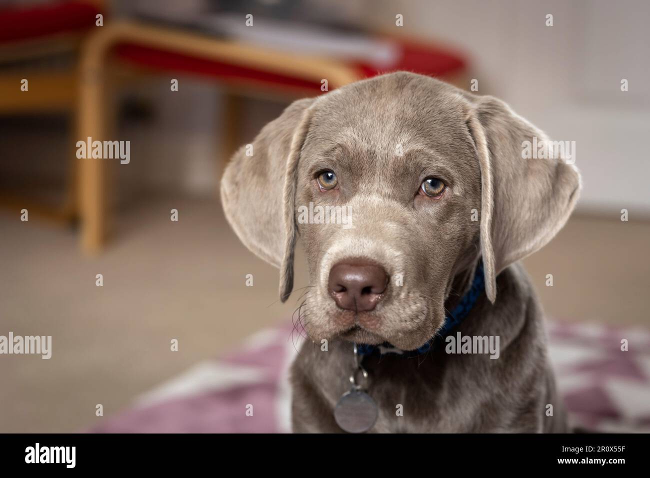 Colpo di testa di un cucciolo labrador d'argento maschio di 14 settimane Foto Stock
