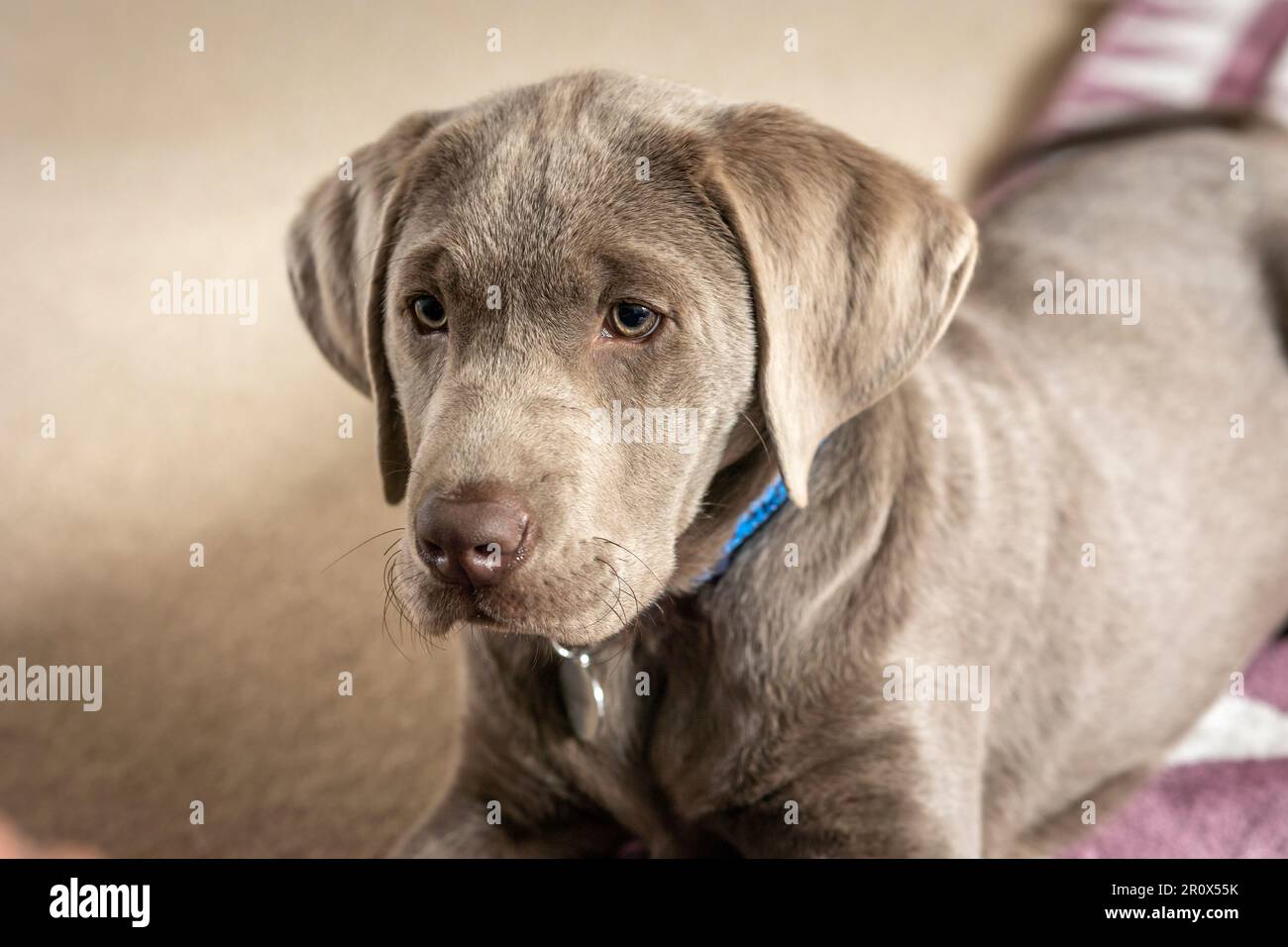Colpo di testa di un cucciolo labrador d'argento maschio di 14 settimane Foto Stock