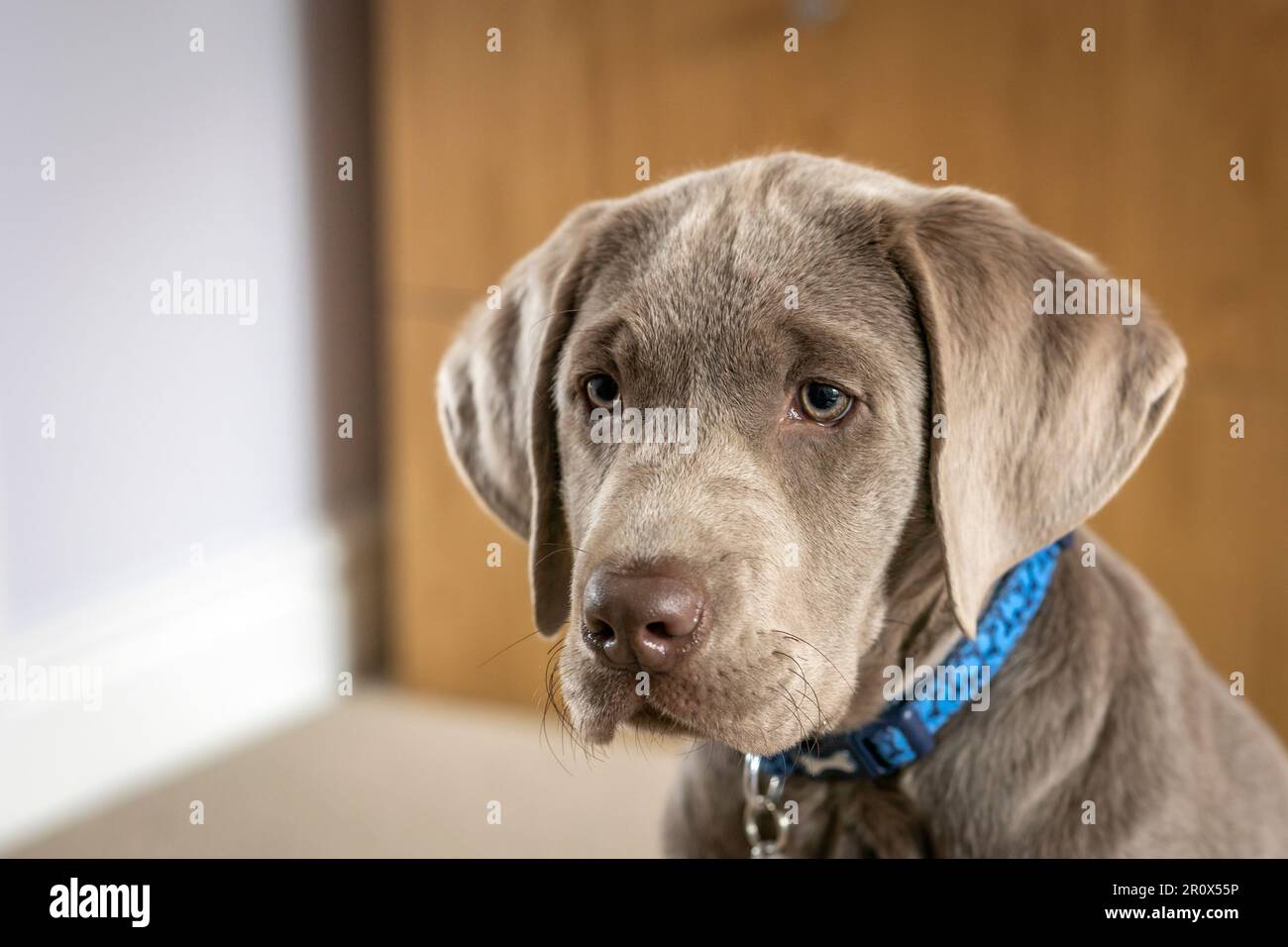 Colpo di testa di un cucciolo labrador d'argento maschio di 14 settimane Foto Stock