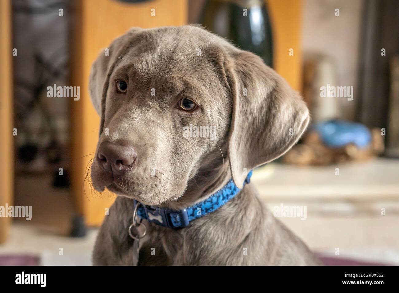 Colpo di testa di un cucciolo labrador d'argento maschio di 14 settimane Foto Stock
