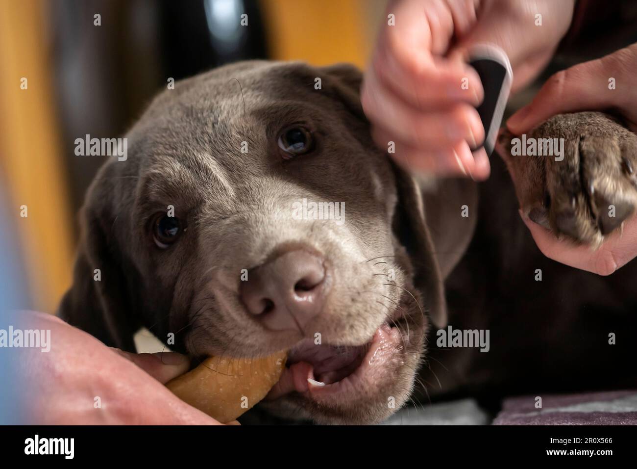 Giocare con il cucciolo mentre ha dewlaw archiviato Foto Stock