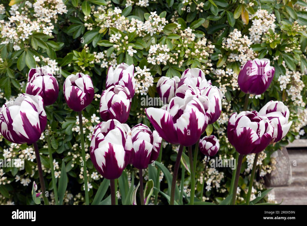 Primo piano di alcuni tulipani variegati, rossi e bianchi nella regina Elisabetta, il giardino della regina madre al castello di Walmer, Kent Foto Stock
