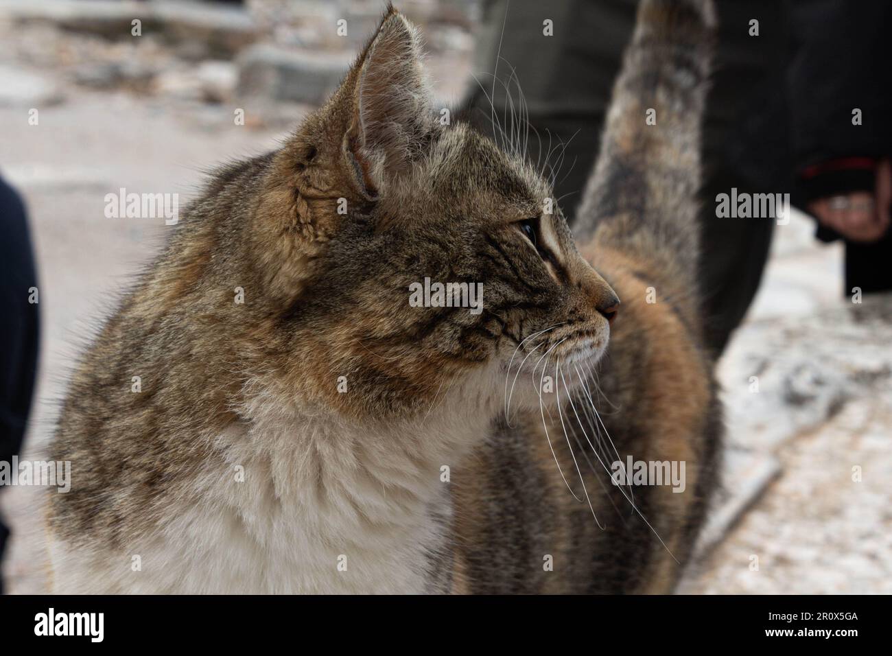 Foto ravvicinata di un gatto randagio in Efeso Foto Stock