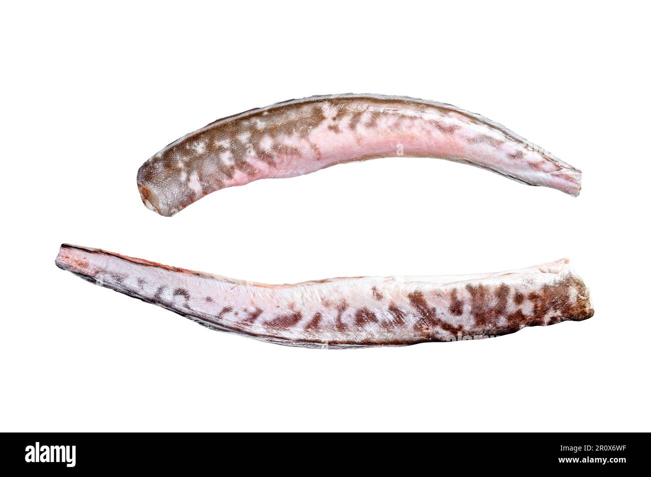 Klip crudo del re, pesce di congrio. Isolato su sfondo bianco Foto Stock