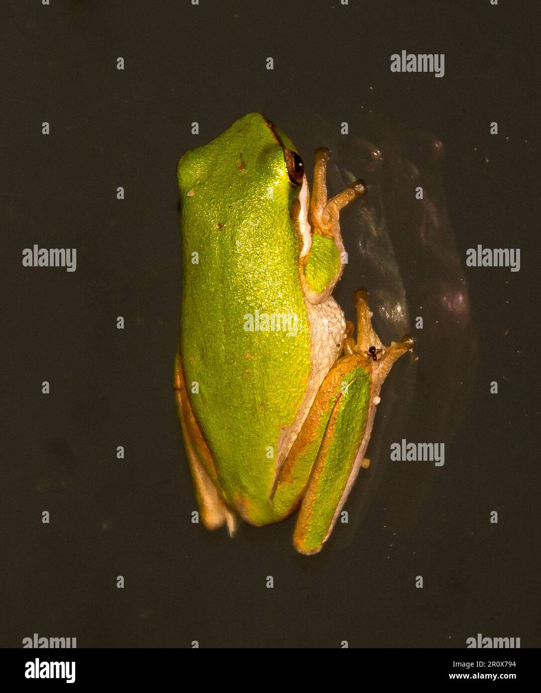 Rana verde dainty australiana, rana graziosa (litoria gracilenta) che riposa una finestra scura e luminosa dopo la pioggia. Verde brillante con giallo e arancione. Foto Stock