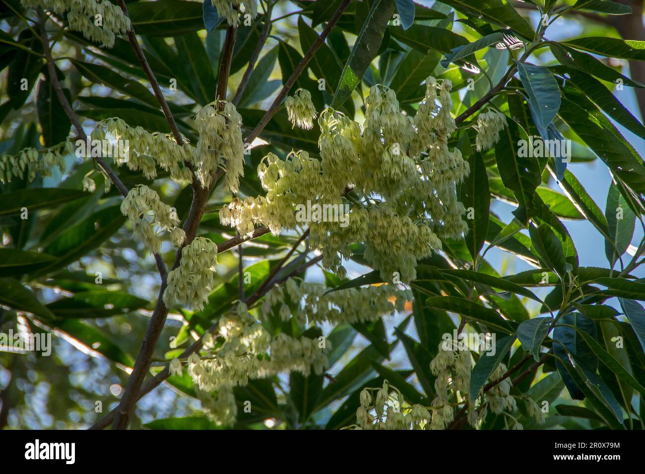 Racemi bianchi cremosi di fiori sui rami dell'albero australiano Blue Quandong, Elaeocarpus angustifolius. Piccoli fiori della foresta pluviale del Queensland. Foto Stock