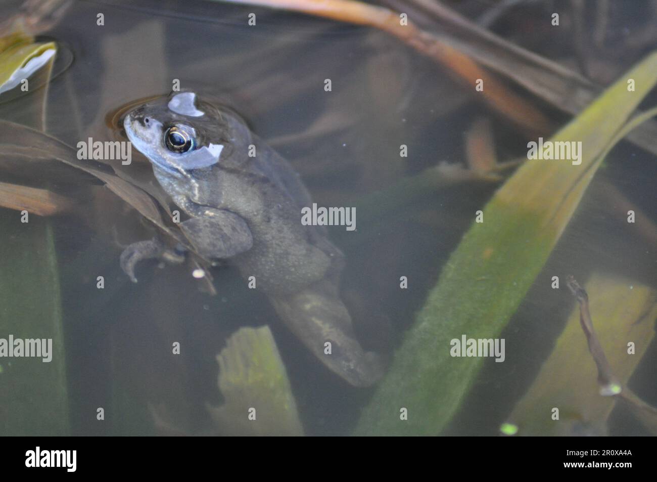 Un adulto, rana comune Rena temporaria in un laghetto giardino in primavera, Regno Unito Foto Stock