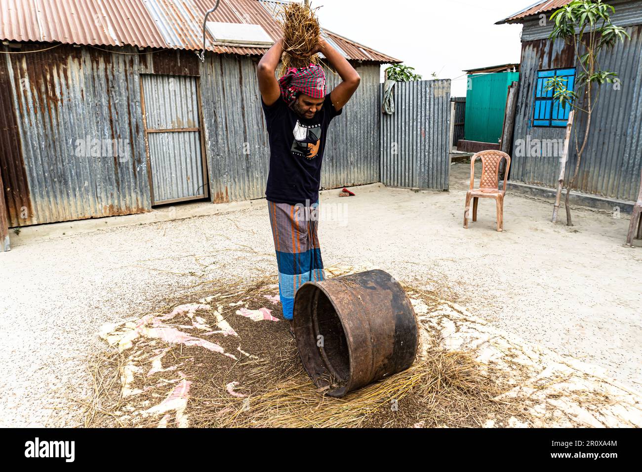 Farmer manuale raccolto riso, campagna, Bangladesh. Coltivatore che batte riso. Contadini trebby risone in uno stile tradizionale Foto Stock
