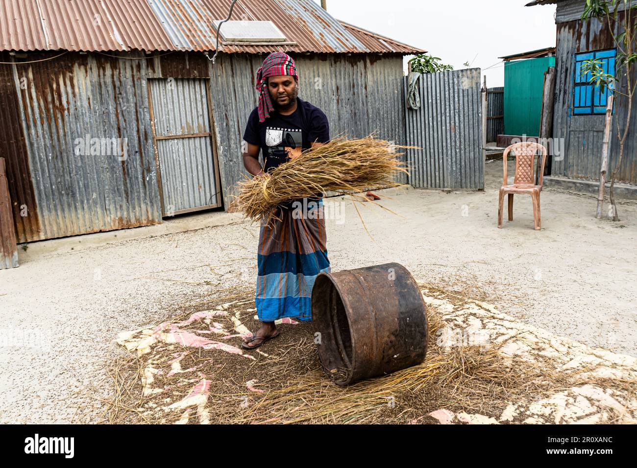 Coltivatori manuale che raccoglie riso. Un coltivatore che batte riso. Un contadino di mezza età stava colpendo le risaie con un tamburo di metallo. Foto Stock
