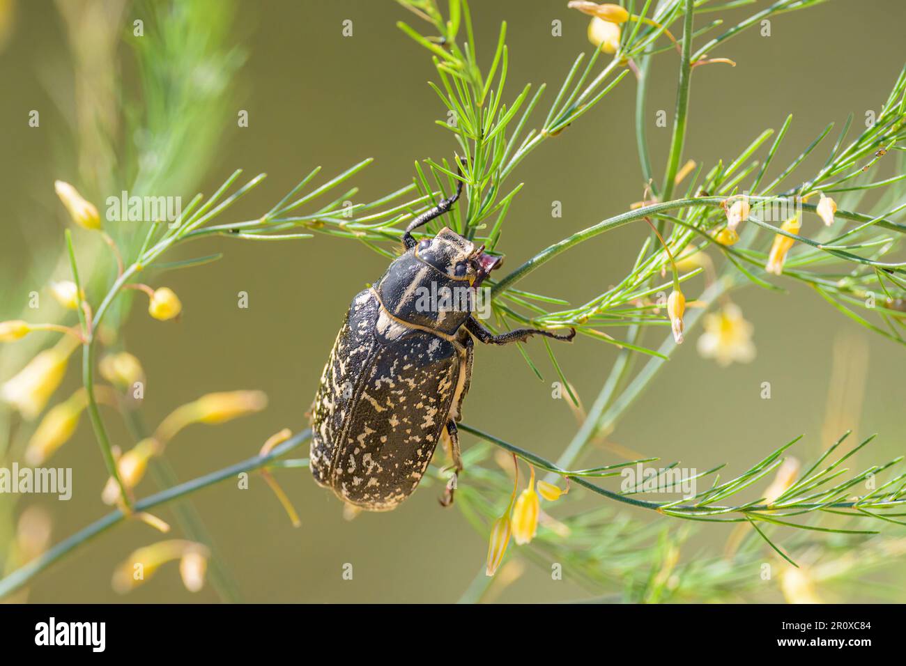 Un grosso scarabeo (Polyphylla fullo) seduto su una pianta, giorno di sole in estate nel nord della Francia Foto Stock