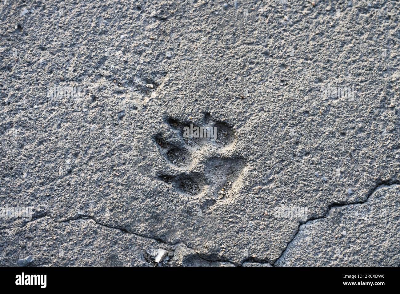 Impronta di una zampa di cane in cemento friabile su una vecchia strada, texture di sfondo grigio con tema animale, spazio copia, fuoco selezionato Foto Stock