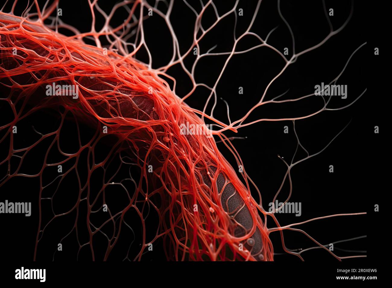 Il sangue scorre attraverso i capillari, fornendo ossigeno e sostanze nutritive ai tessuti. L'anatomia dei capillari include un singolo strato di cellule endoteliali Foto Stock