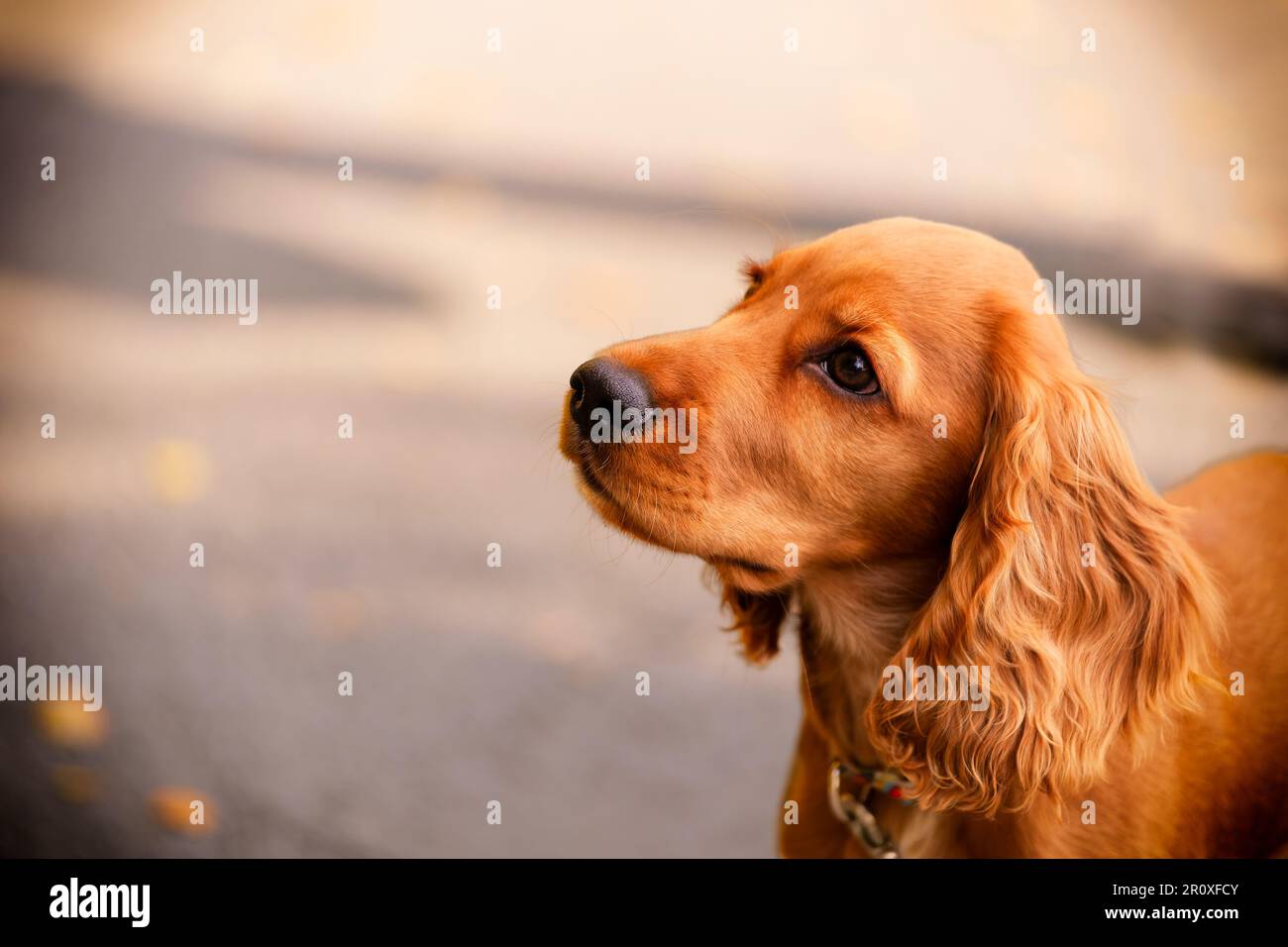 Cucciolo carino con pelliccia arancione/rossa e un demeanor molto gioioso. Ambiente autunnale nel Parco IOR di Bucarest. Foto Stock