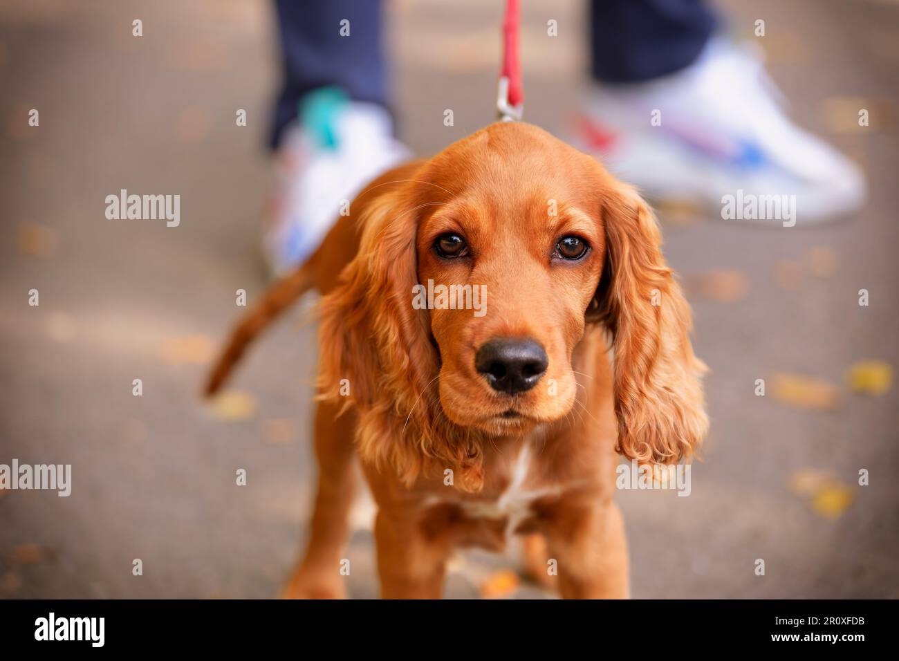 Cucciolo carino con pelliccia arancione/rossa e un demeanor molto gioioso. Ambiente autunnale nel Parco IOR di Bucarest. Foto Stock