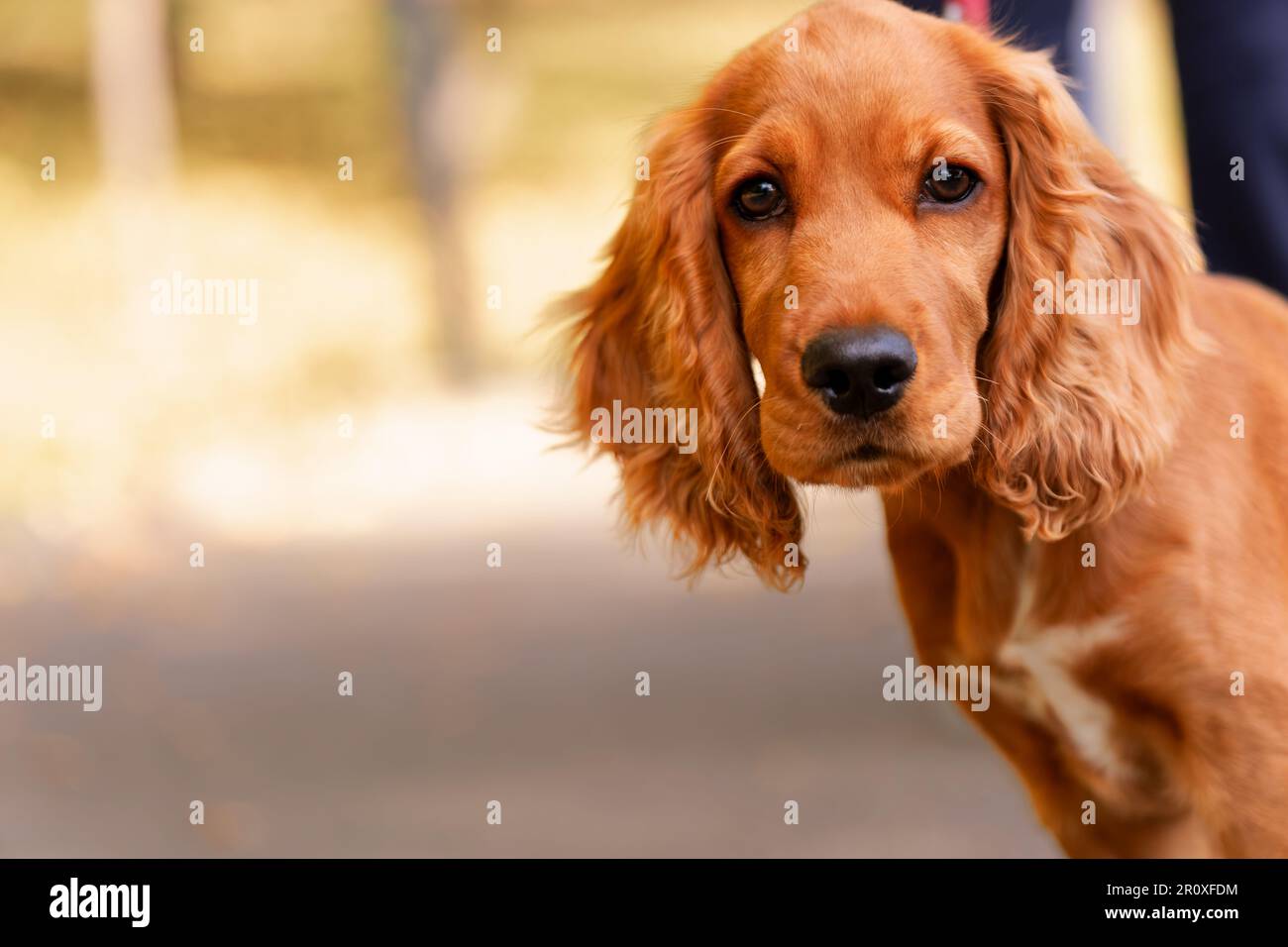 Cucciolo carino con pelliccia arancione/rossa e un demeanor molto gioioso. Ambiente autunnale nel Parco IOR di Bucarest. Foto Stock