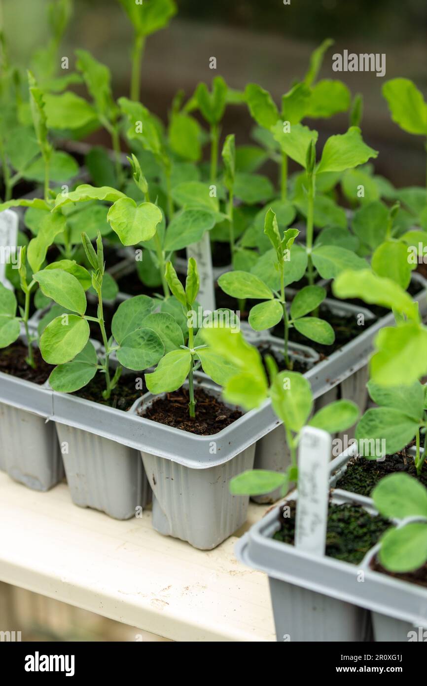 Piantine di piselli dolci che crescono in vassoi di semi all'interno di serra, Scozia Foto Stock