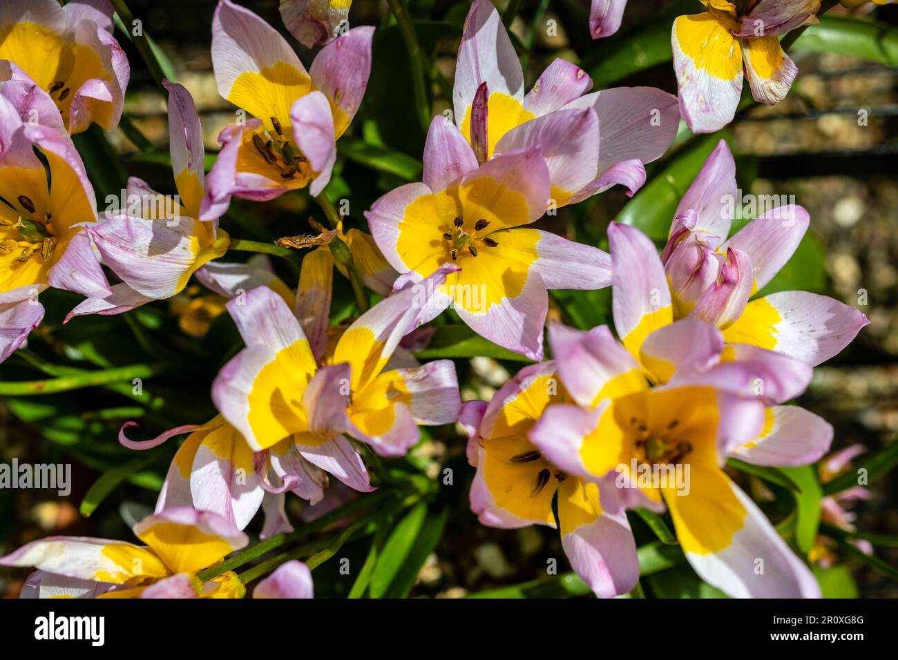 Tulip Botanical Bakeri Lilac Wonder Primavera bulbi varietà nano, fiori gialli centrati con petali rosa esterni, in luce solare dura ombre profonde Foto Stock