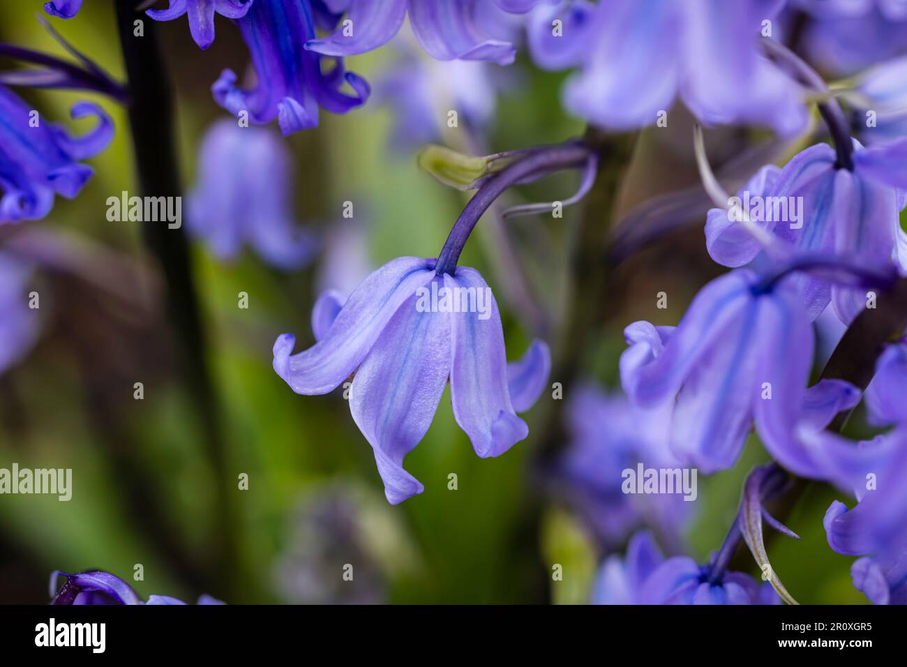 Primo piano delle campane blu Foto Stock